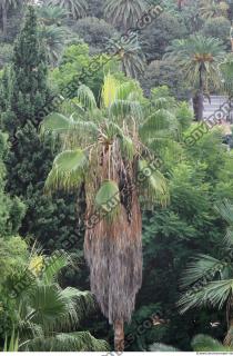 palm tree 0001